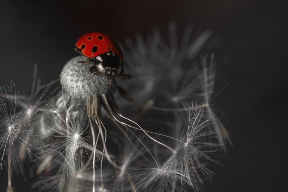 Фотография автора Мария Обидина