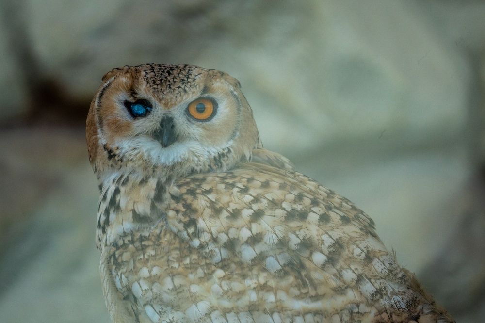 Фотография автора Prejul Prakash