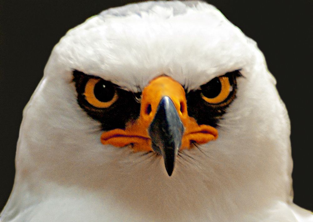 Фотография автора Eduardo Gavazzi