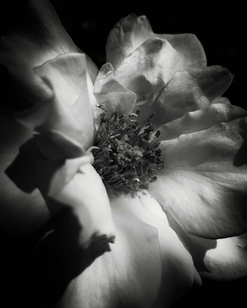 Bw bazsarózsa(peony)