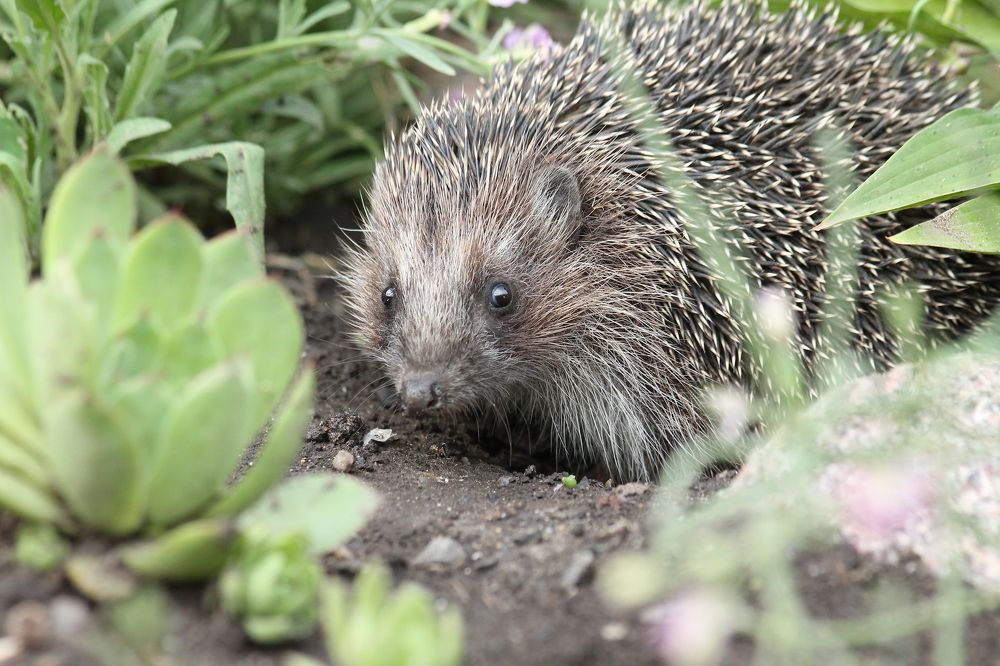 Колючий гость
