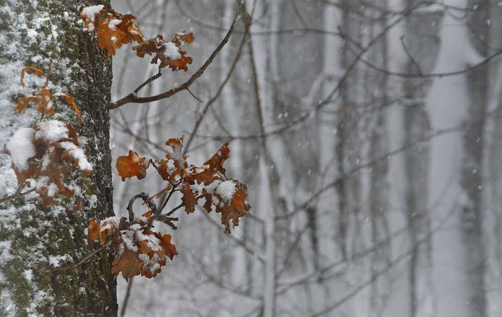 Photograph by Юрий Соловей