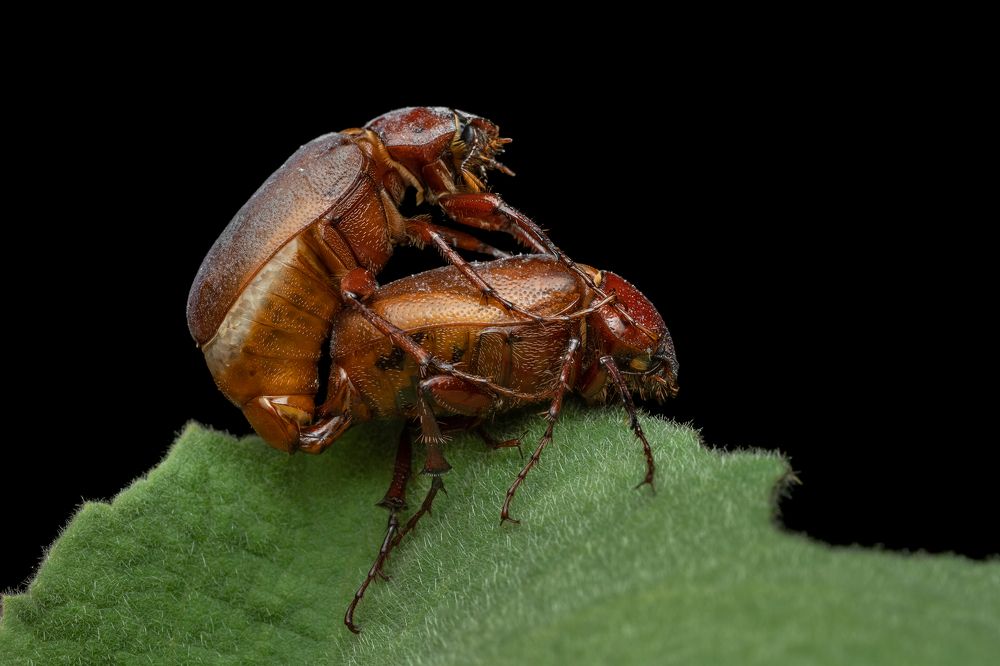 Maladera insanabilis