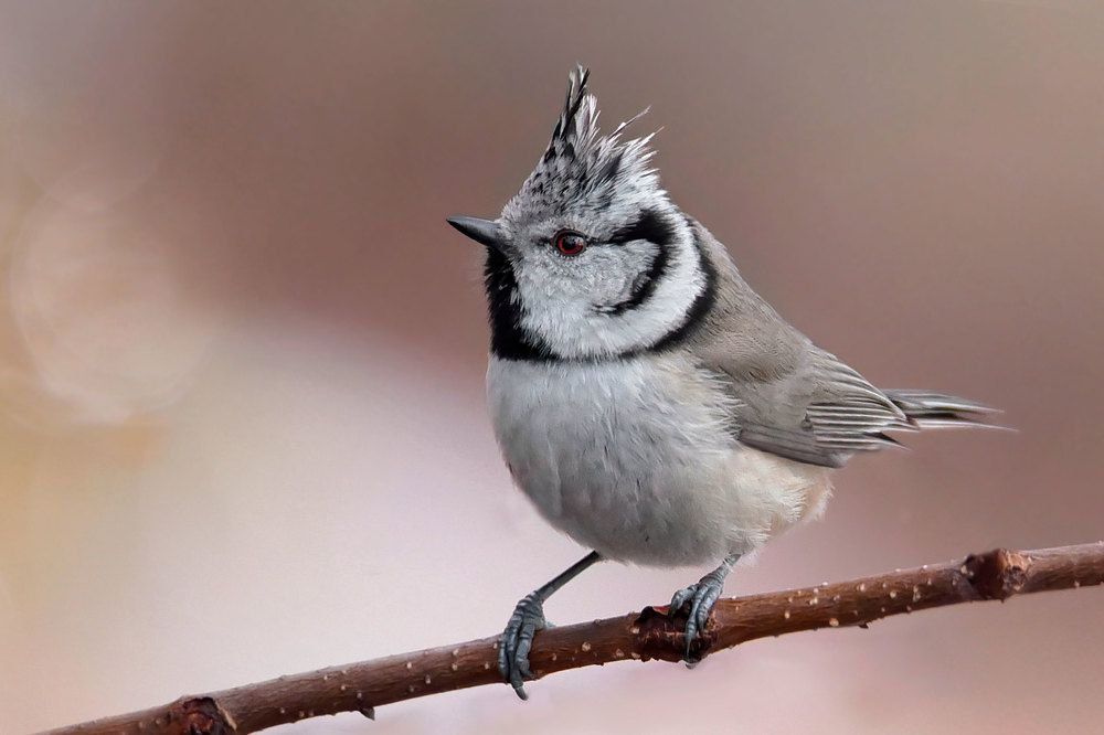 Photograph by Чернобай Анна