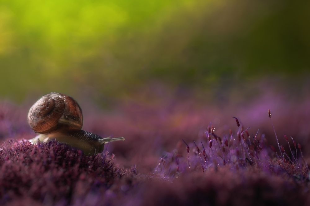 Волшебная прогулка