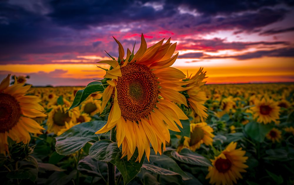 Photograph by Игорь Кляхин