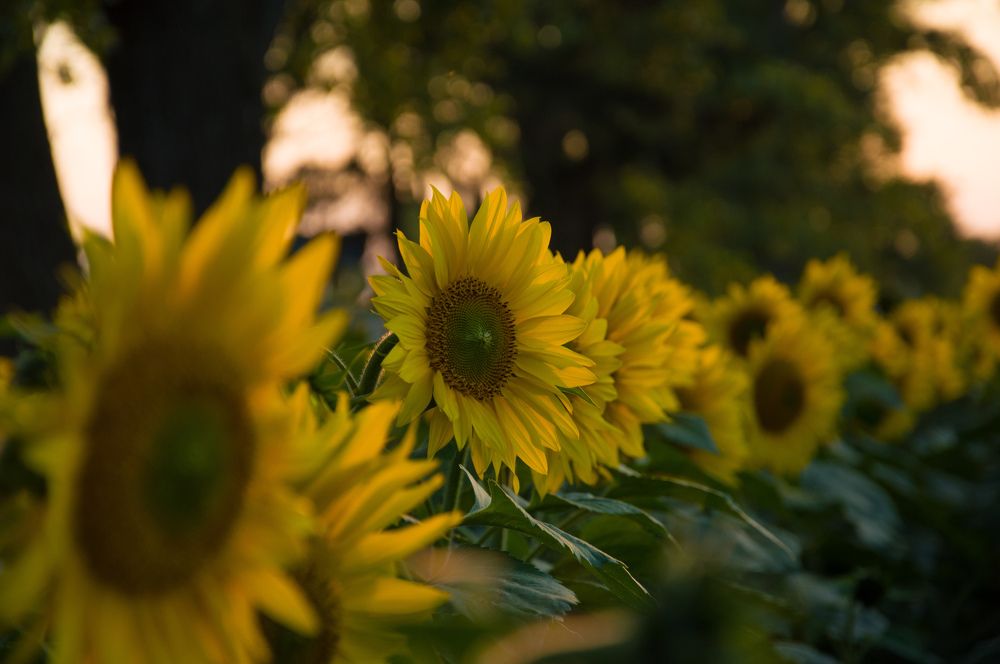 Photograph by Валерія Колосович