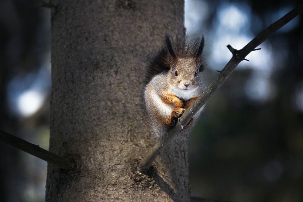 ...в оба глаза...