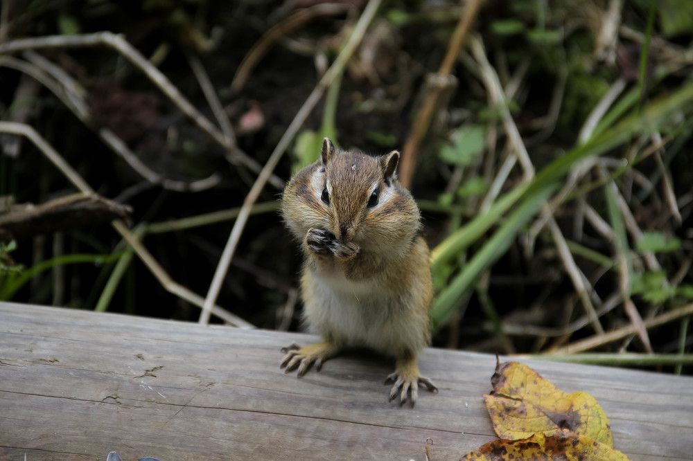Photograph by Денис Бутин