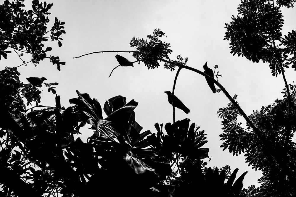 Tunduru Botanical Garden