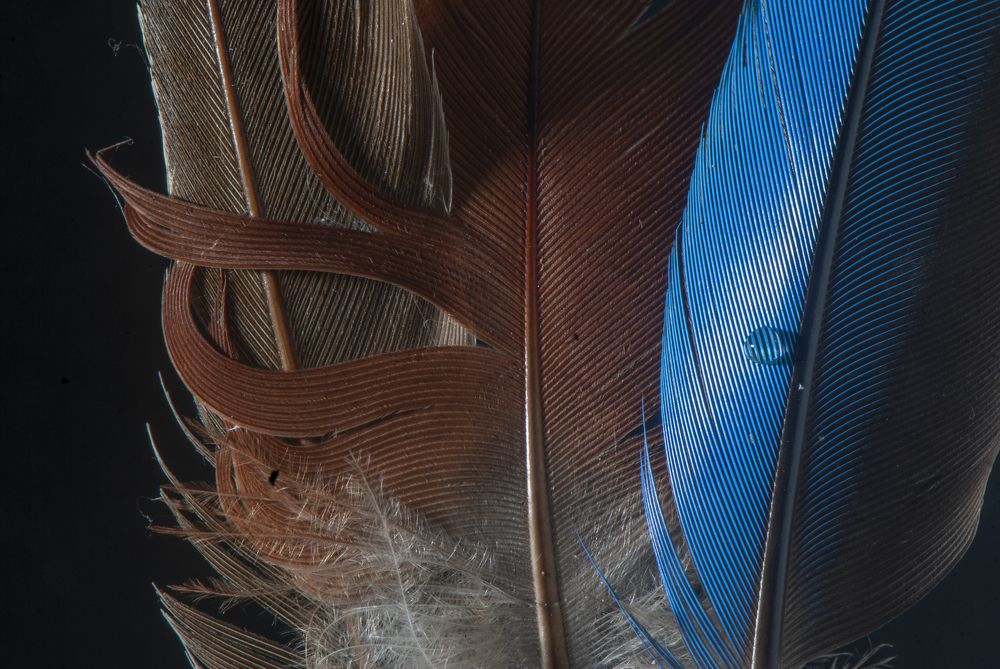 Photograph by Chamara Sulakkhana Polwatta Siriyalage