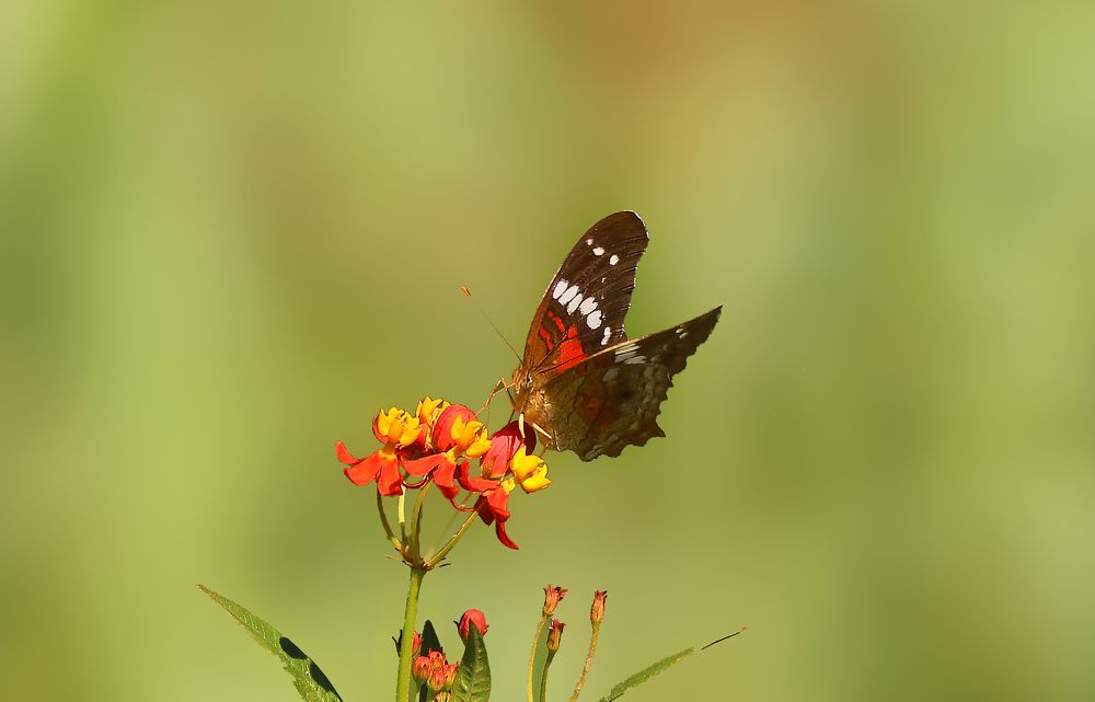 Photograph by Paulo Fernando Campana