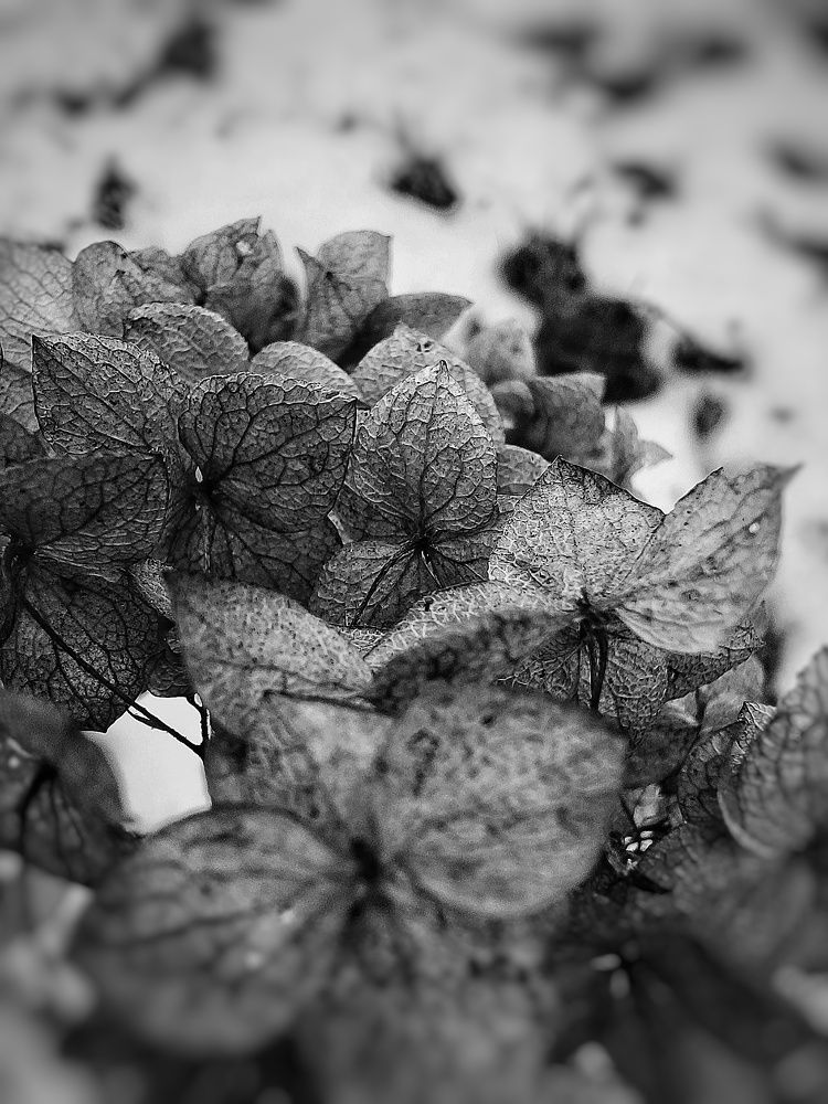 Photograph by Marta Savelyeva