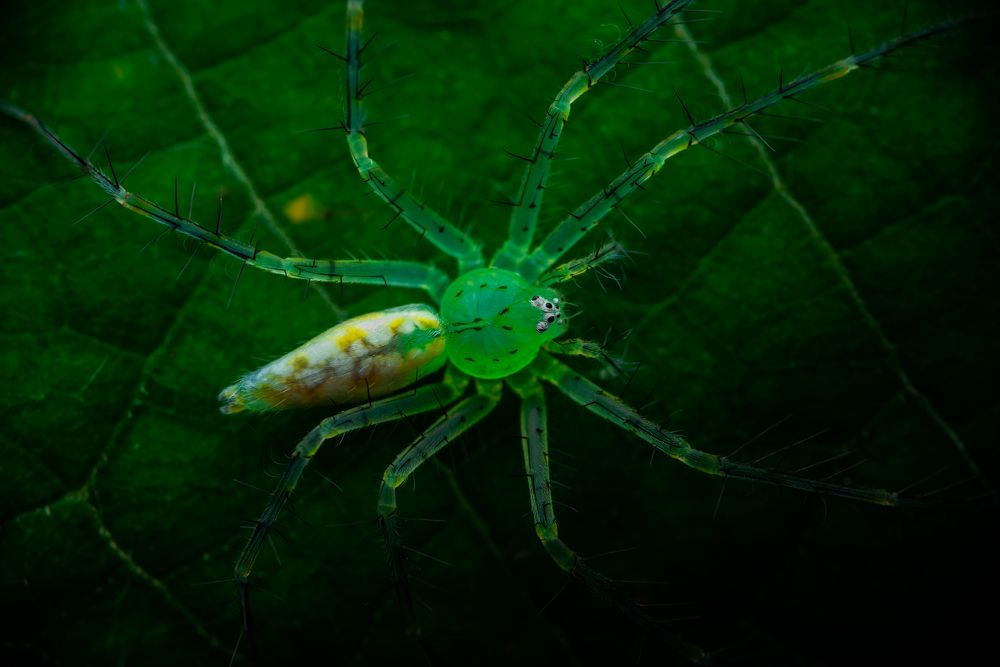 Photograph by Laurent Hesemans