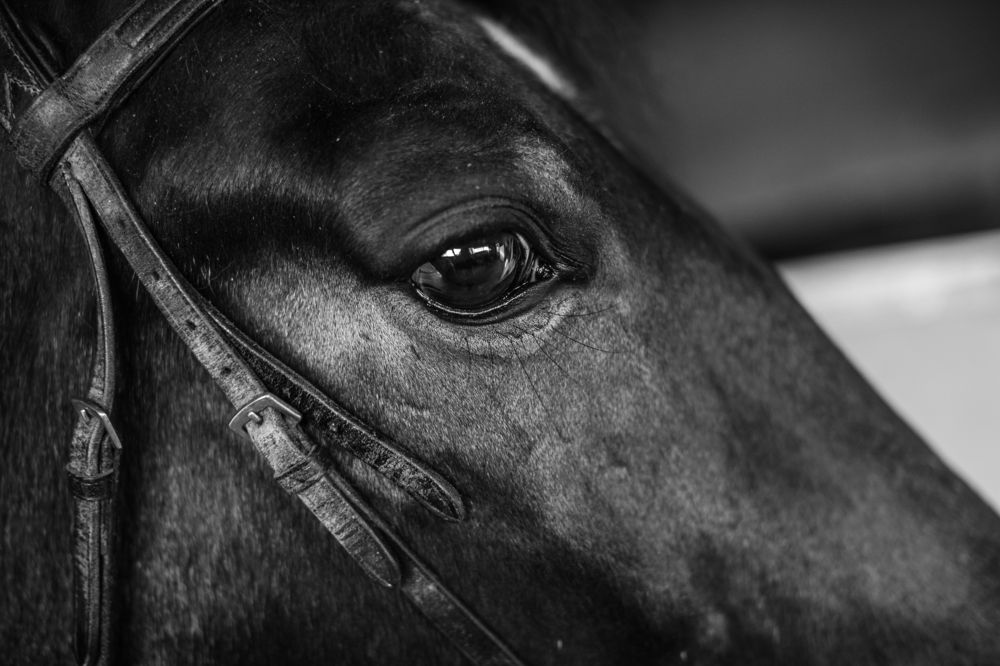 Photograph by Анастасия Ломаева