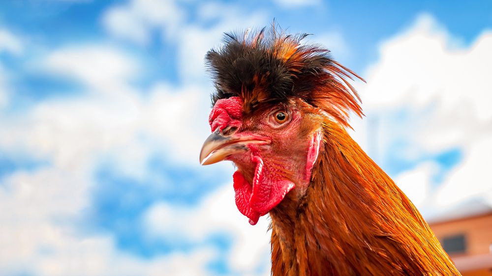 Photograph by Николай Фролов