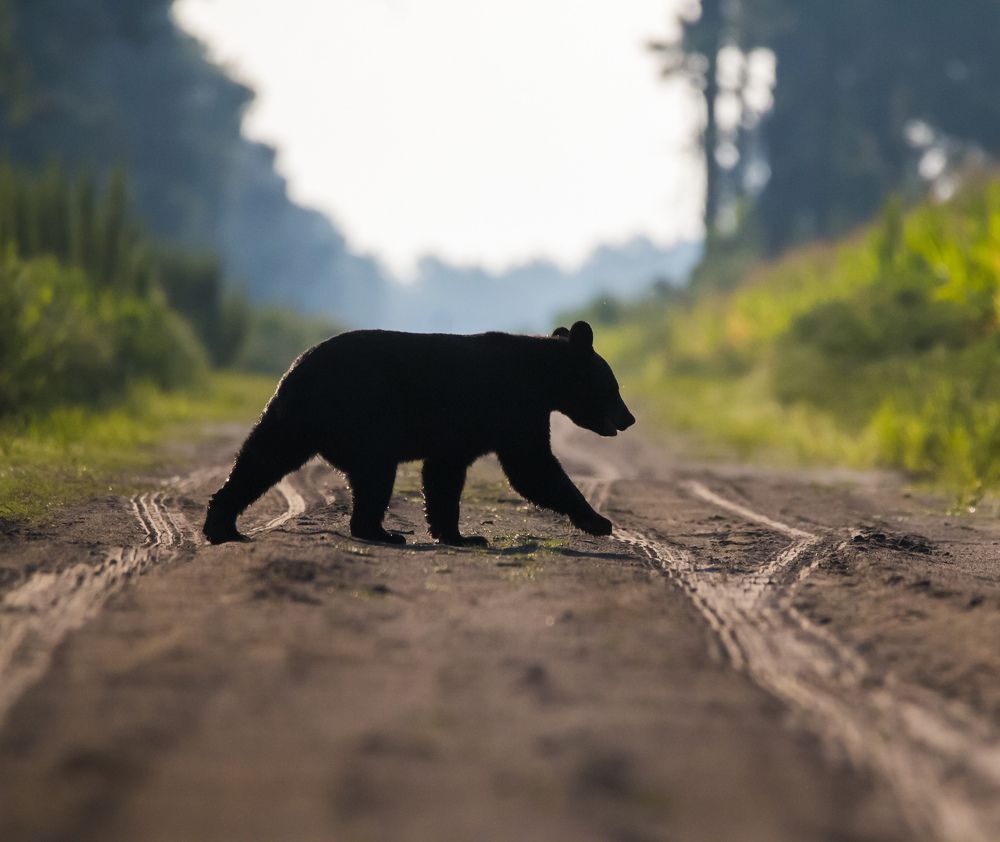 Bear Crossing