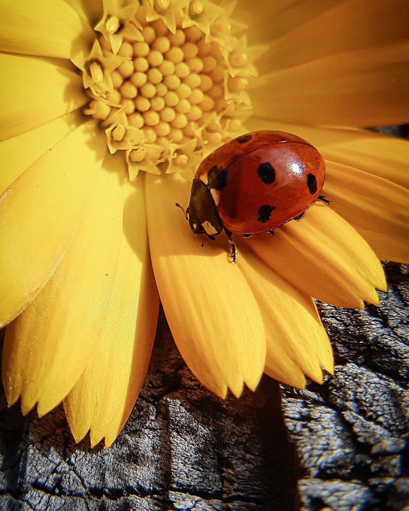 Photograph by Елена Твардовськая