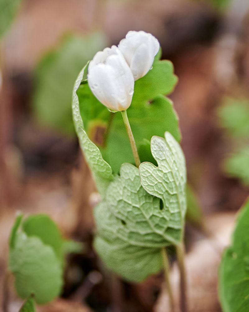 Photograph by Natalia Ghimp