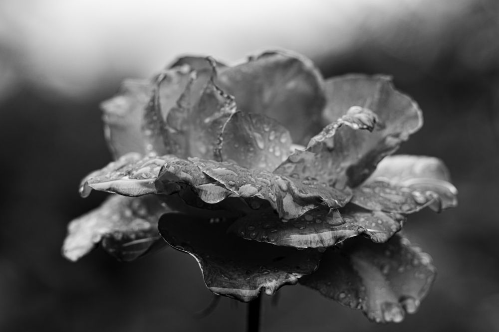 Цветок и дождь