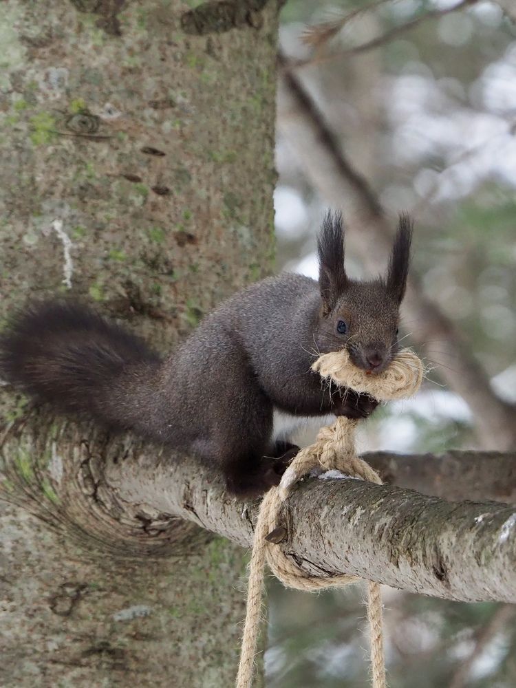 Белка и веревка