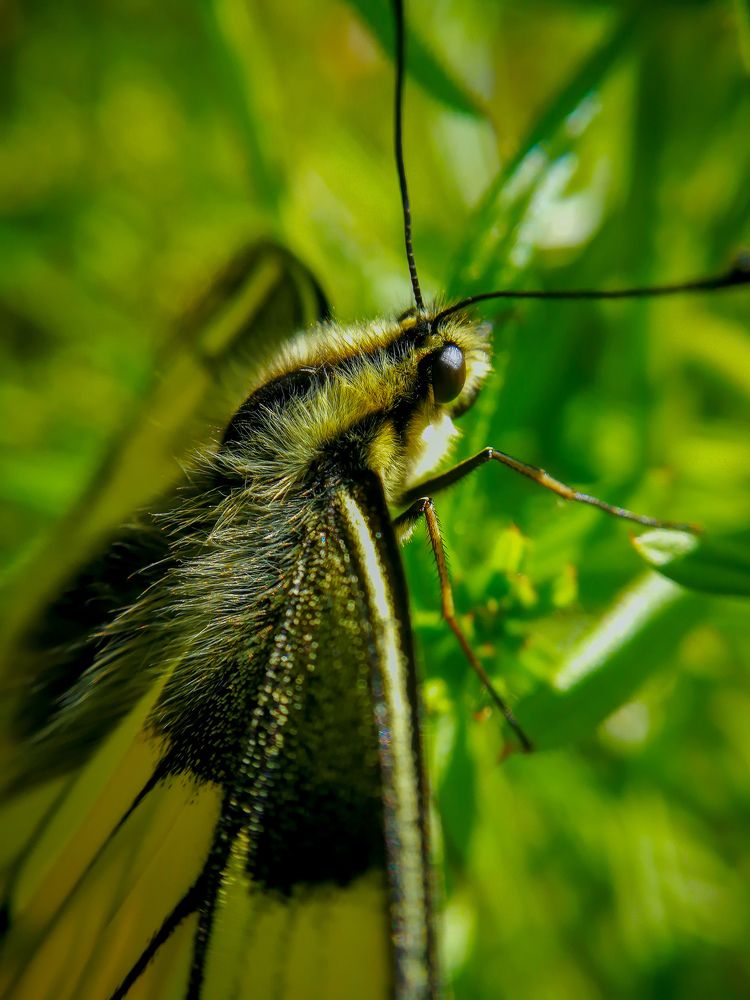 Фотография автора Юлия Вычужанина