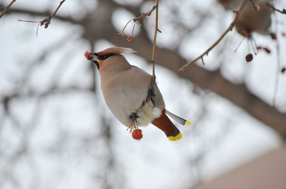 Любитель ягод!