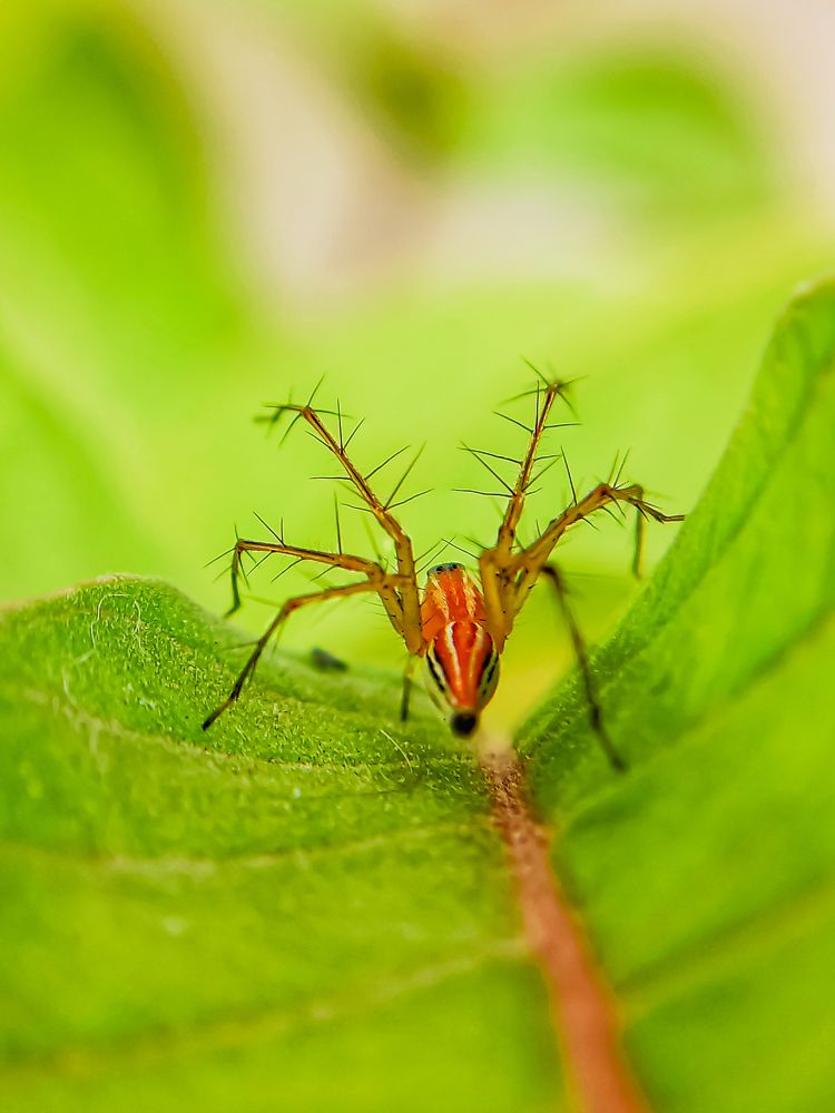 Photograph by Sai Kandula