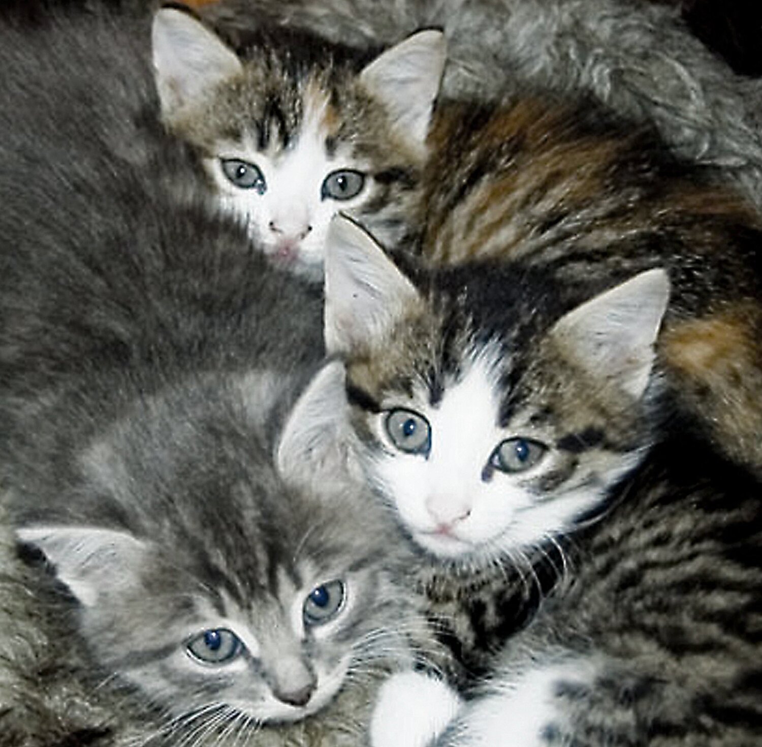 Photo #5737697