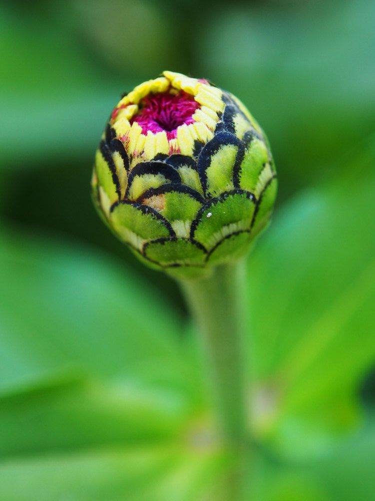 Photograph by Abdolreza Aleagha