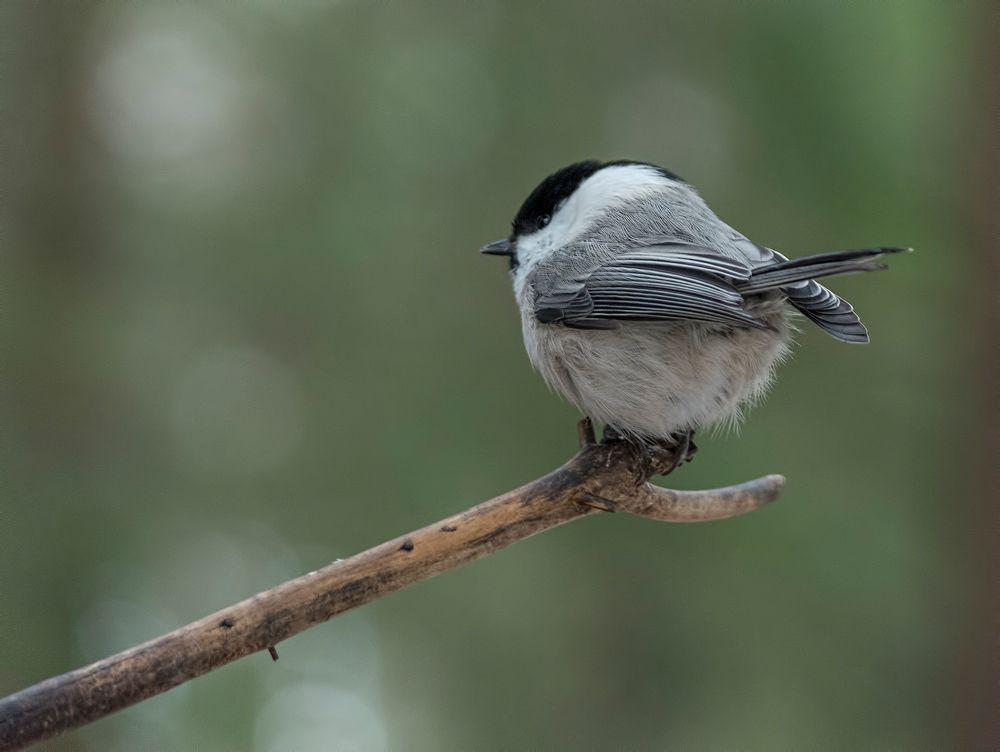 Photograph by Subway