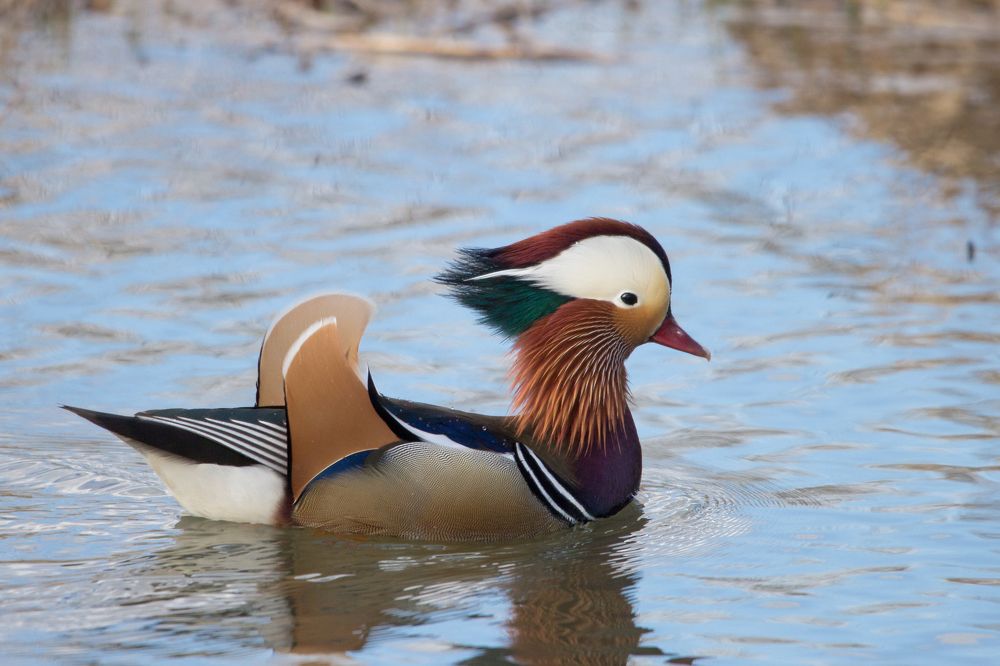 Photograph by Инна Корнеева