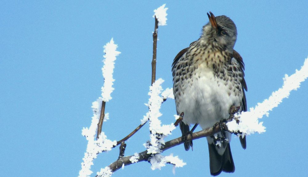 Дрозд рябинник