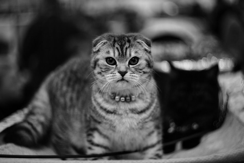 Photograph by Константин Лагоденко