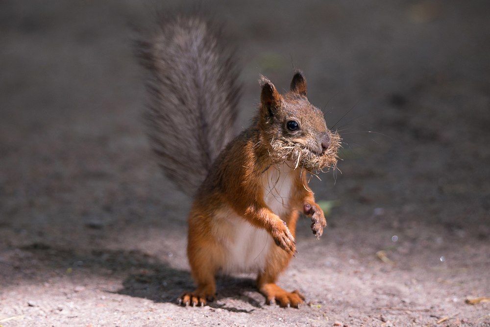 А ки пчелка тружусь.....