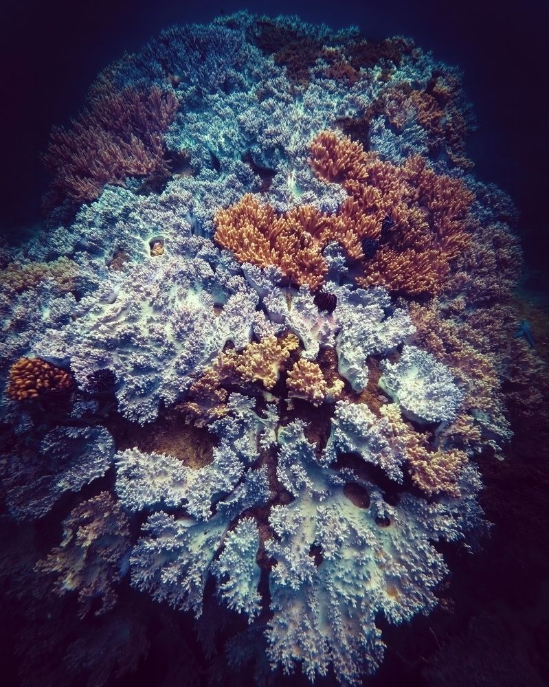 Photograph by Trung Pham Huy