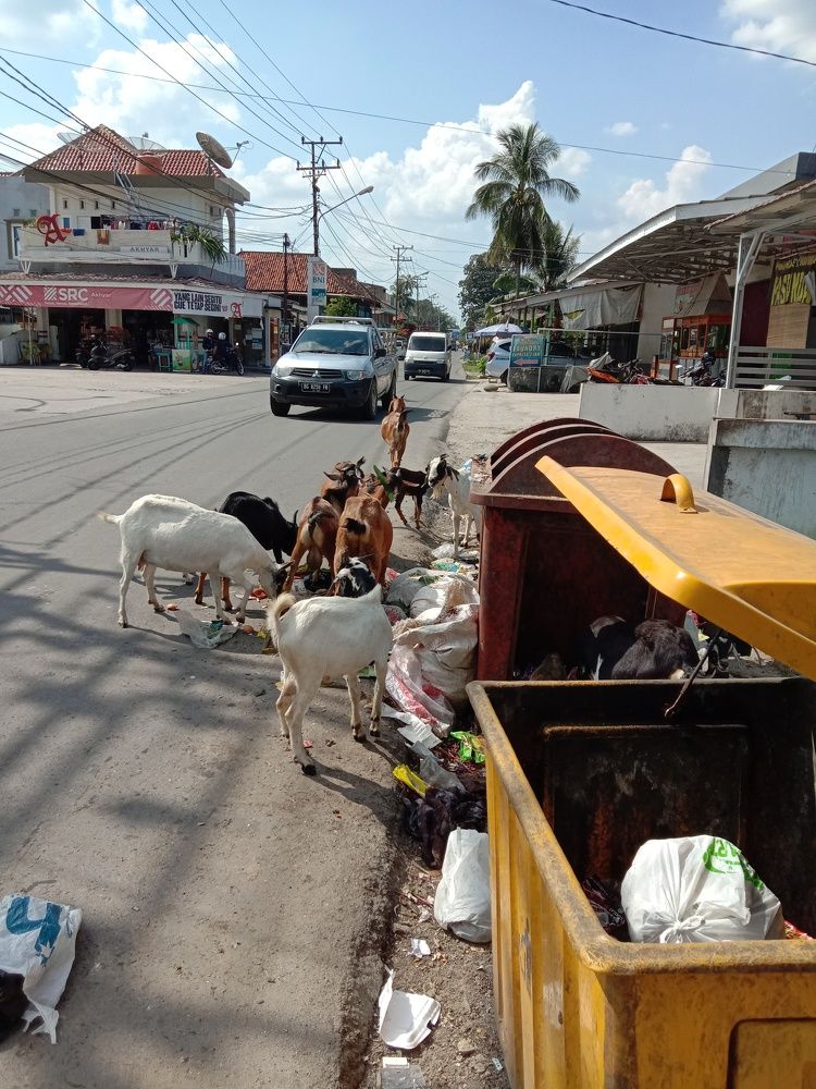 City Goats