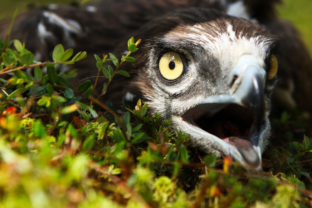 Photograph by Наталья Саксонова