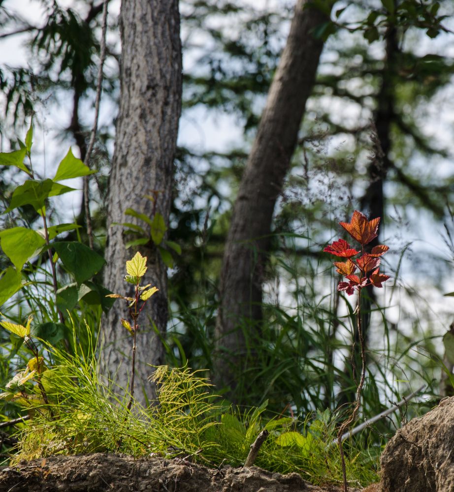 Photograph by Галина Проценко