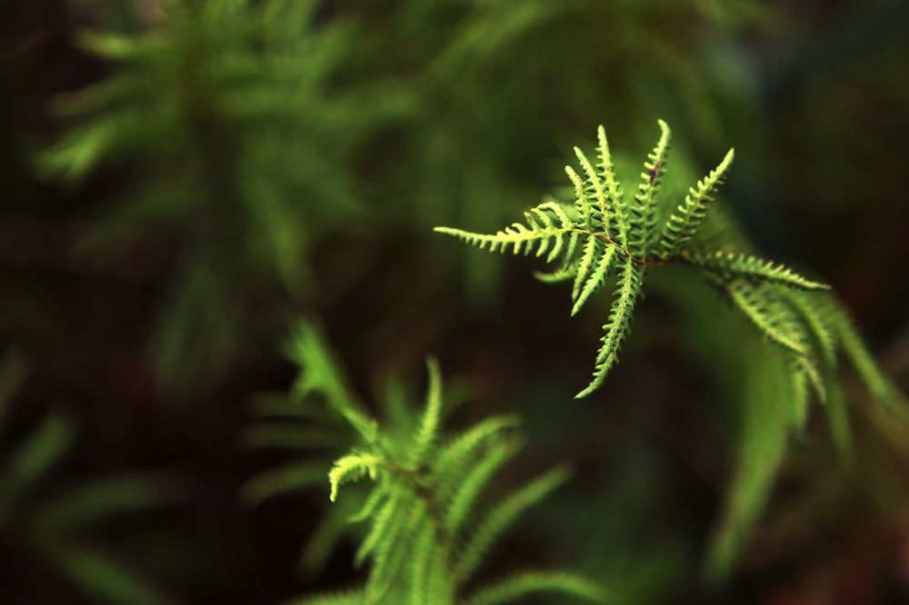 Photograph by Наталья Саксонова