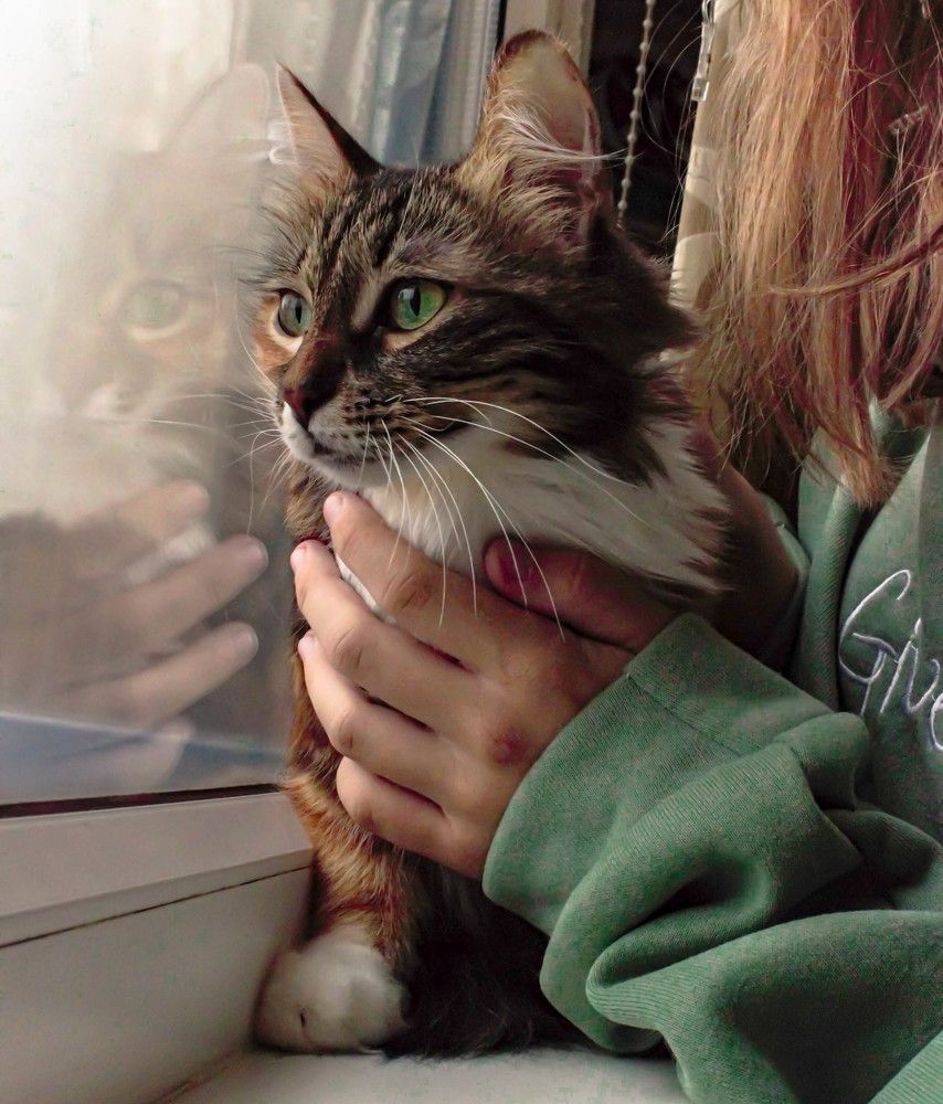 Человек и кошка