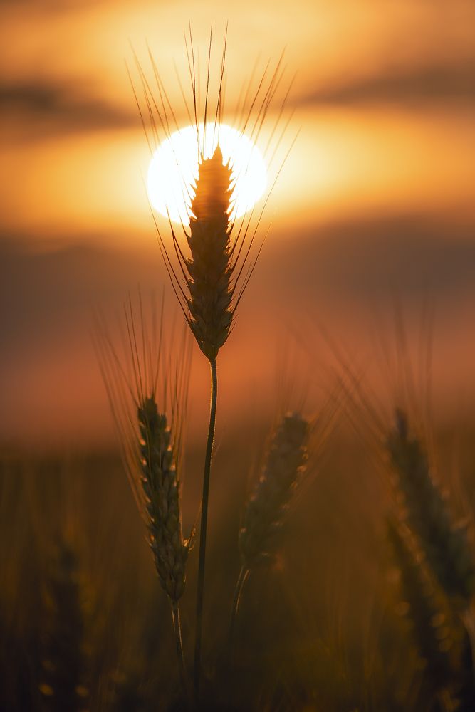 Фотография автора Виталий