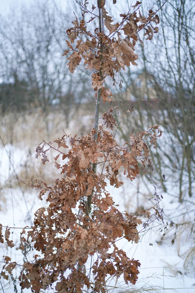 Photograph by Дмитрий Вербицкий