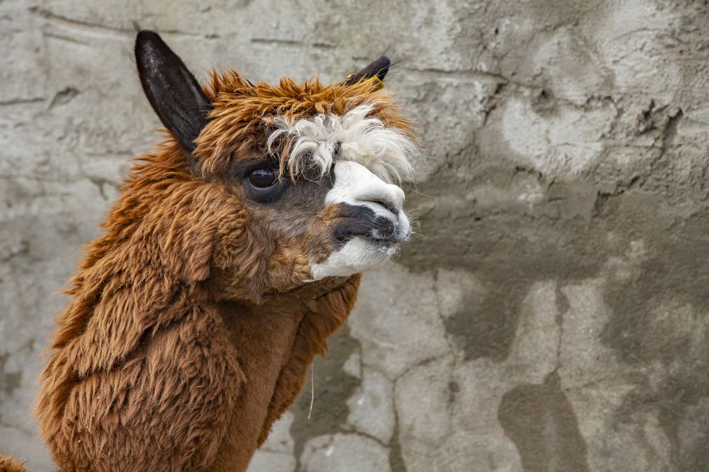 Photograph by Андрей Ларин