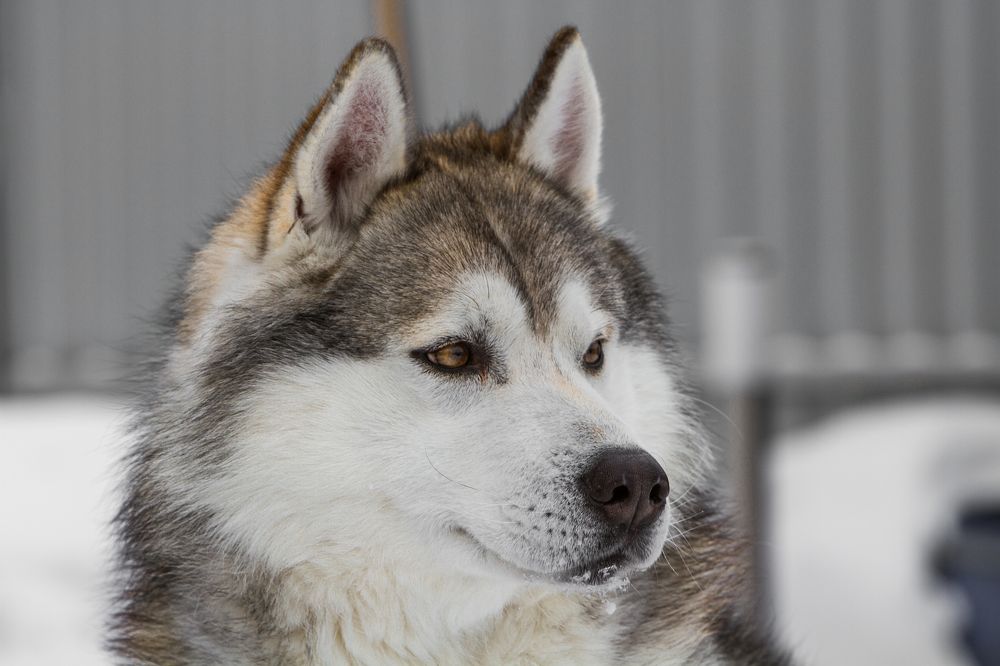 Photograph by Александр Лапшин