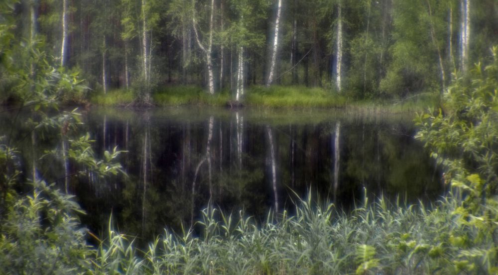 Лесноесное зеркальце.