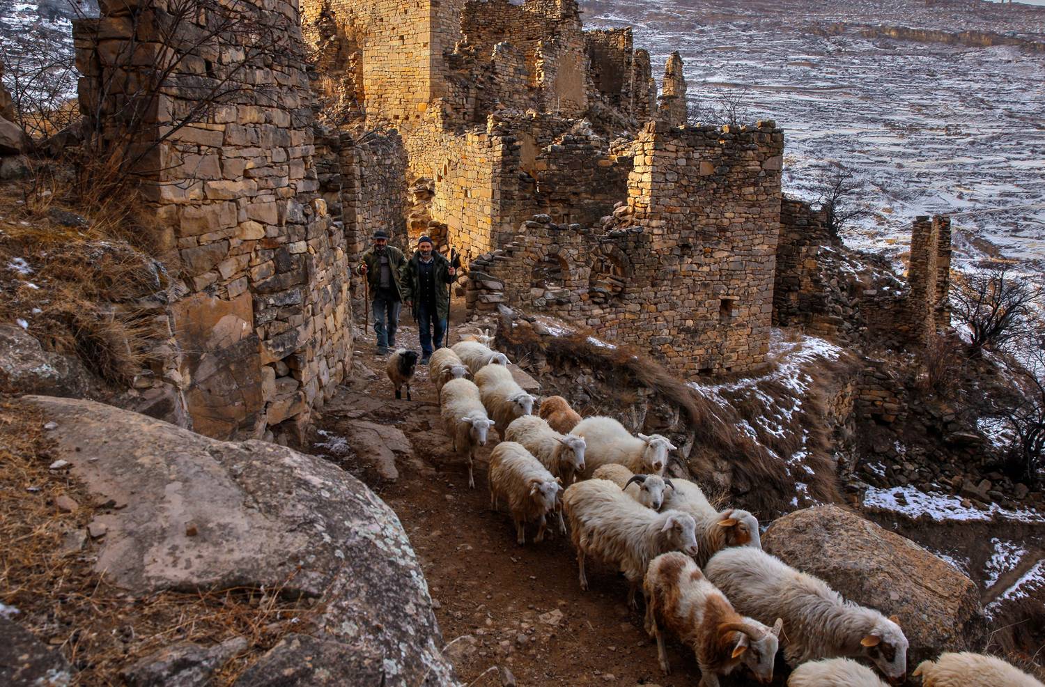 Утром на выпас..