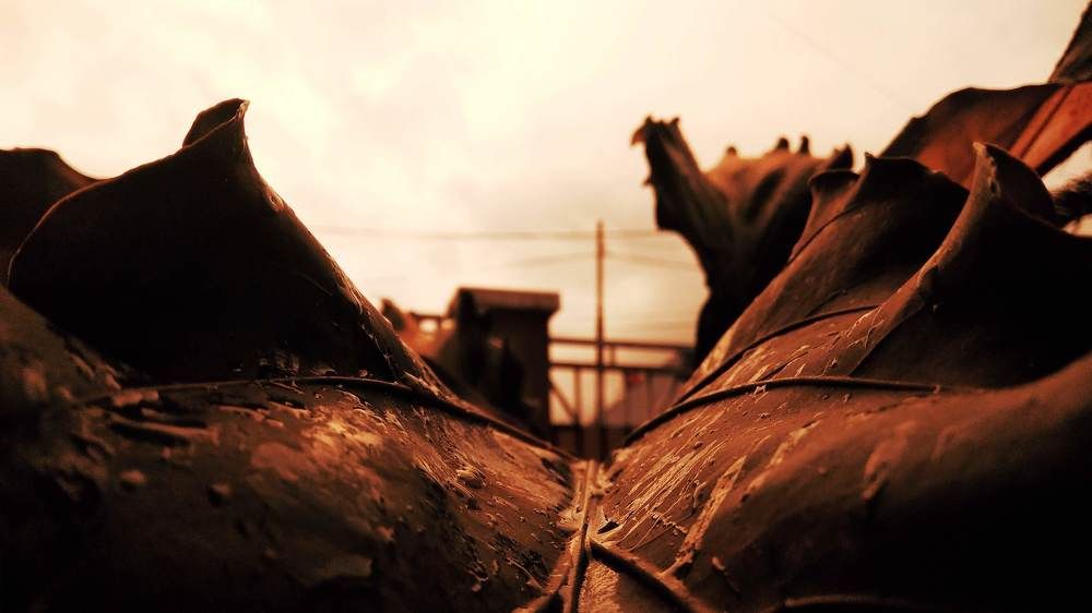 Anthurium Andraeanum Flower