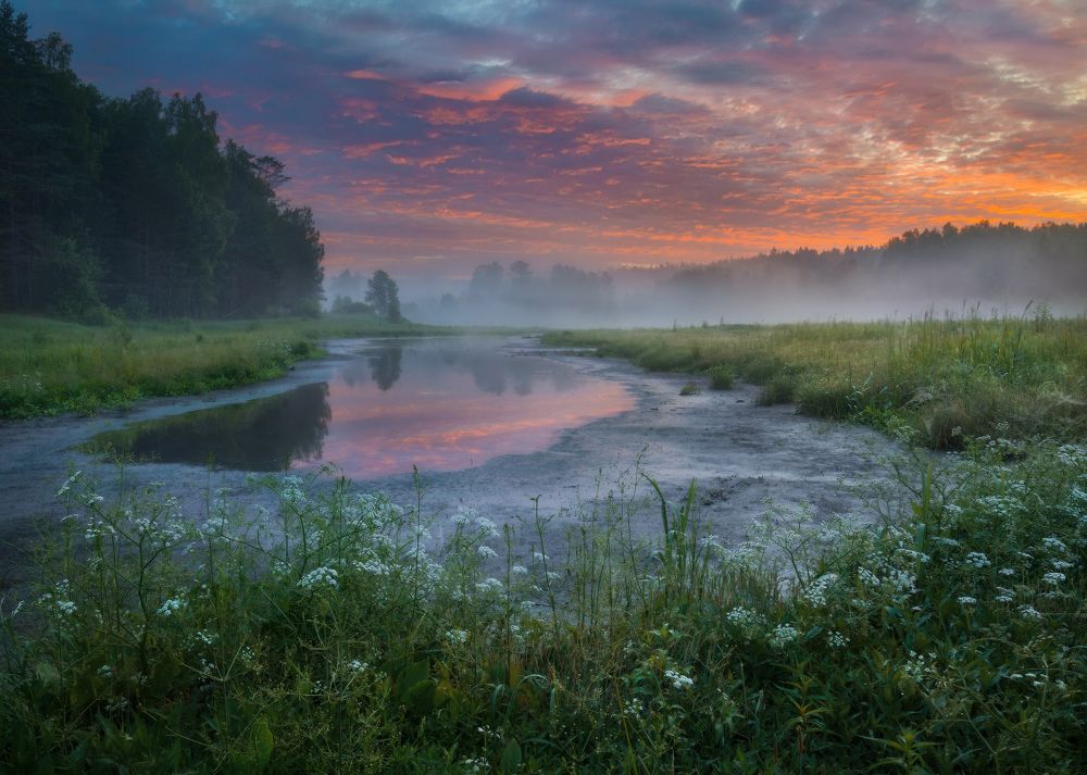 Купырь у пересохшего ручья