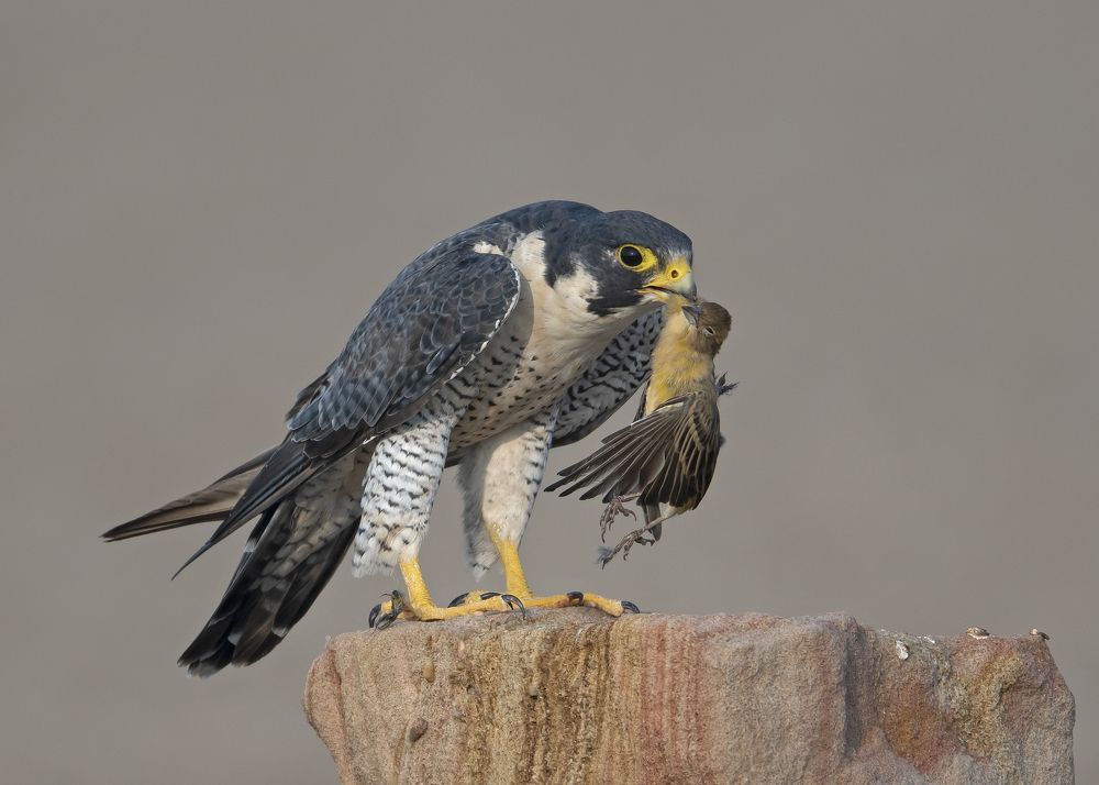 Photograph by Sandip Patil